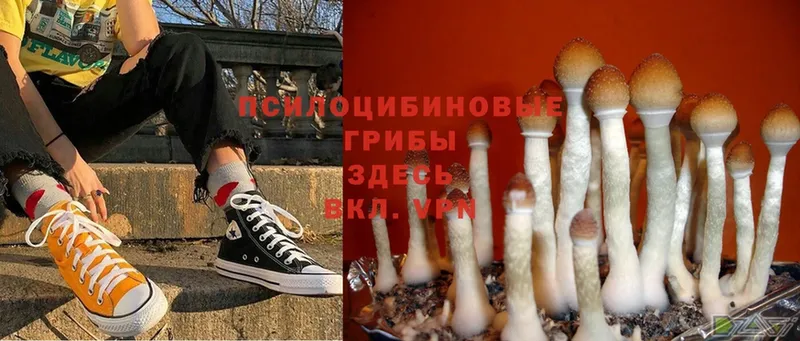 Псилоцибиновые грибы Psilocybine cubensis  Заполярный 